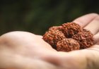 Five Faces of Peace: The Power of 5 Mukhi Rudraksha