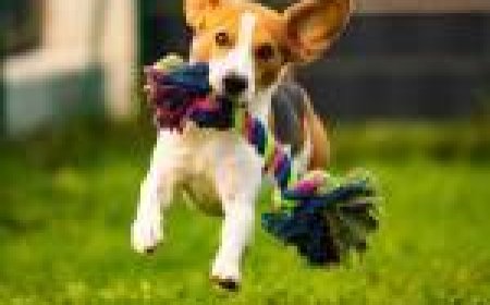 How to Choose the Right Pet Wear from a Reliable Pet Supplies Store