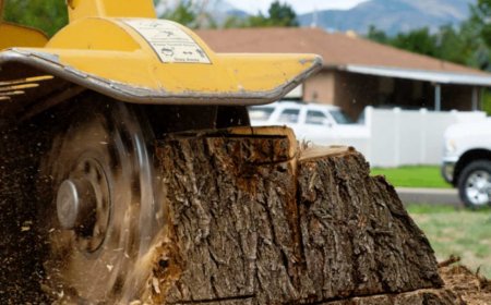 The Ultimate Guide to Stump Grinding: Introduction to stump removal