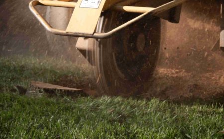 Stump Grinding: A Complete Guide to Removing Tree Stumps Safely