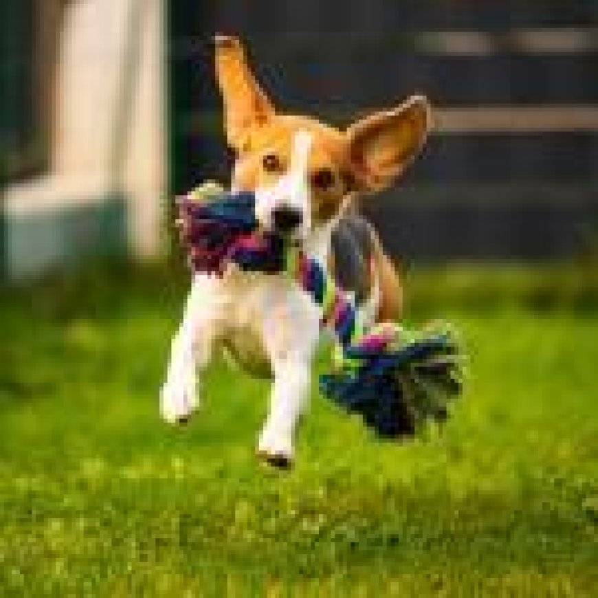 How to Choose the Right Pet Wear from a Reliable Pet Supplies Store
