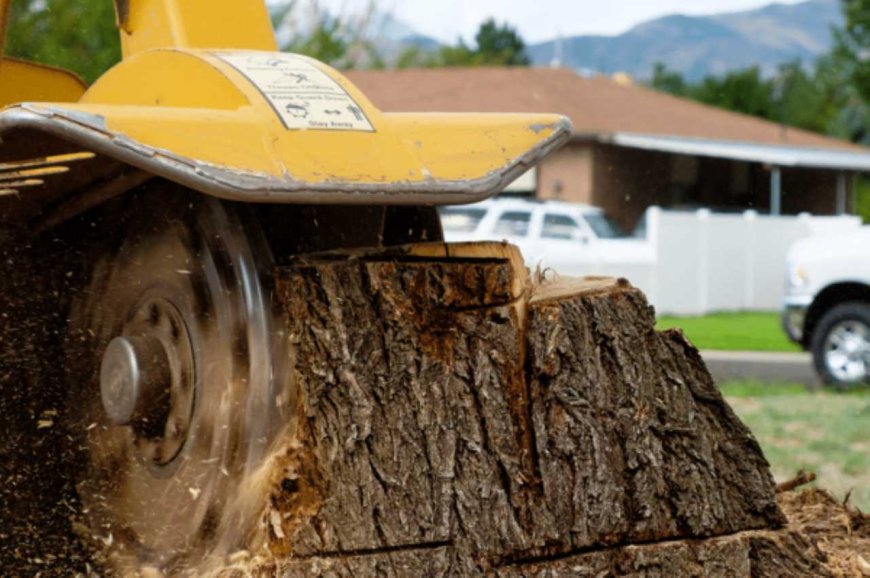 The Ultimate Guide to Stump Grinding: Introduction to stump removal