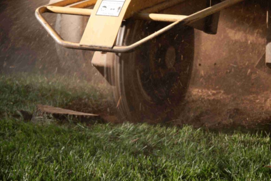 Stump Grinding: A Complete Guide to Removing Tree Stumps Safely
